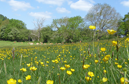 Manning's Pit Buttercups